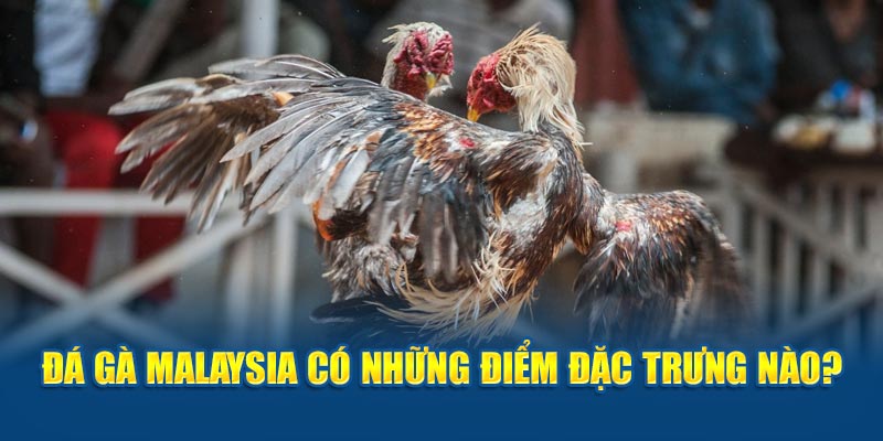 Đá gà malaysia có những điểm đặc trưng nào?