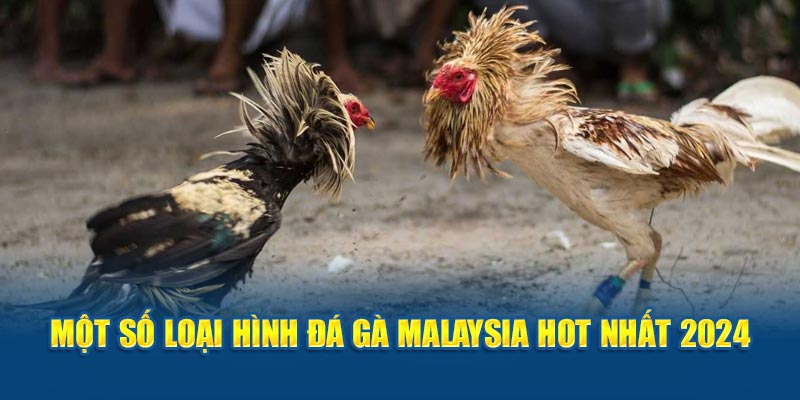 Một số loại hình đá gà malaysia hot nhất 2024