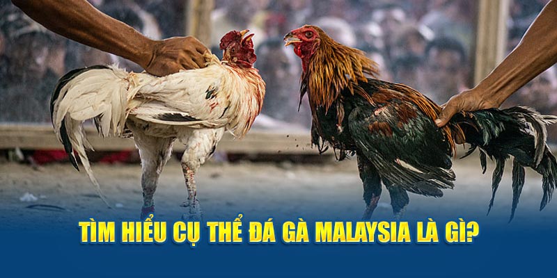 Tìm hiểu cụ thể đá gà malaysia là gì?